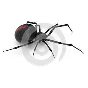 Black Widow Spider 3D Illustration Isolated On White Background