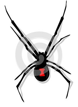 Black Widow Spider