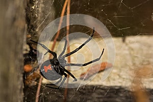 Black Widow Spider