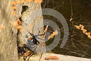 Black Widow Spider