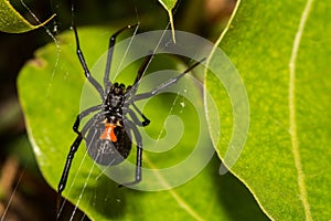 Black widow spider