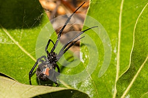 Black Widow Spider