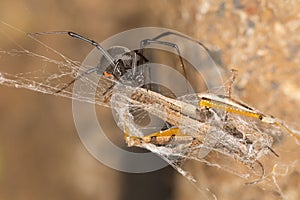 Black widow spider and catch.Black widows are notorious spiders identified by the colored, hourglass-shaped mark on their abdomens