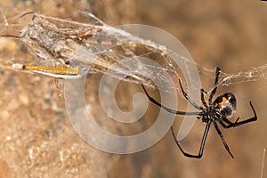 Black widow spider and catch.Black widows are notorious spiders identified by the colored, hourglass-shaped mark on their abdomens