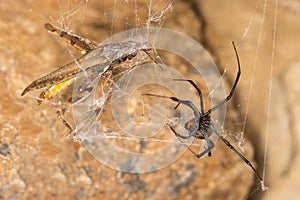Black widow spider and catch.Black widows are notorious spiders identified by the colored, hourglass-shaped mark on their abdomens