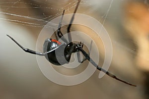 Black widow spider close-up