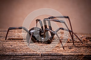 Black Widow Spider