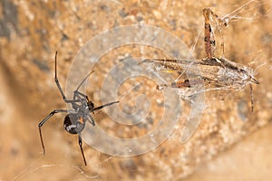 Black widow spider entangling a grasshopper .