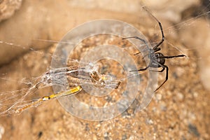 Black widow spider entangling a grasshopper .