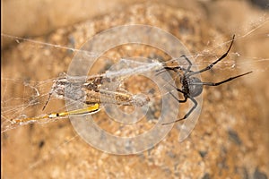 Black widow spider entangling a grasshopper .