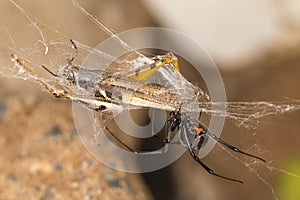 Black widow spider entangling a grasshopper .