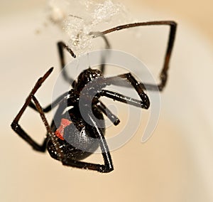 Black Widow photo