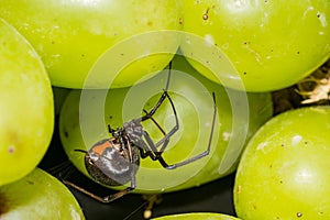 Black Widow Spider hiding in grapes