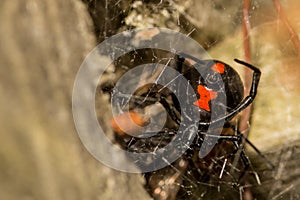 Black Widow Spider