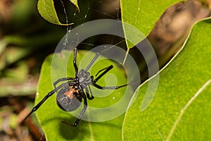 Black Widow Spider photo