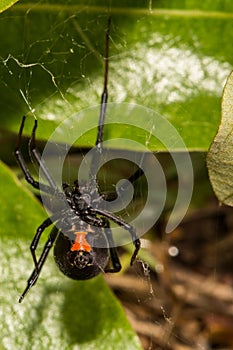 Black Widow Spider