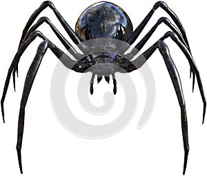 Black widow spider insect isolated