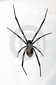 Black Widow Spider Isolated over White Background photo