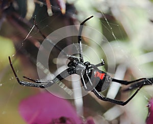 A Black Widow Spider in its Web