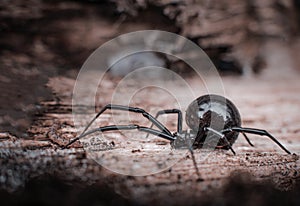 Black widow spider from Jew jersey