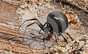 Black Widow Spider or Karakurt