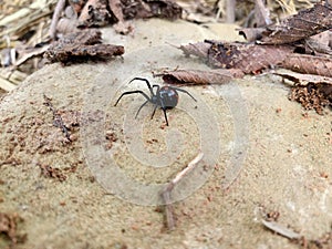 Black widow spider, Latrodectus, found in nature