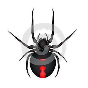 The black widow spider (Latrodectus mactans)