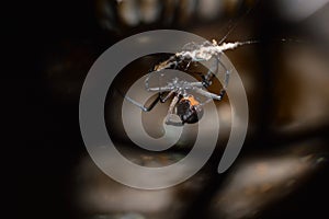 Black Widow Spider Macro