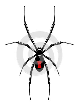 Black widow spider photo