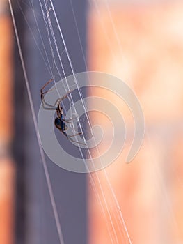 A black widow spider walks along its web in front of a brick and wrought iron wall