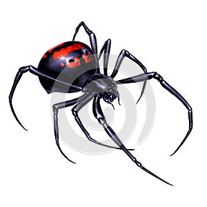 Black widow spider on white background realistic illustration isolate. Black widow spider killer is the most dangerous and