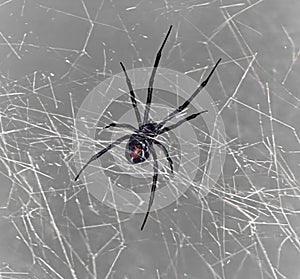 Black Widow in Web