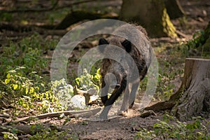 Black wild boar running in a forest