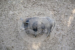 Black wild boar stands in the mud