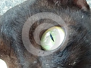 Black wild cat eye