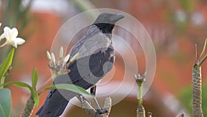 Black wild crow bird looking for food on tree branch in summer