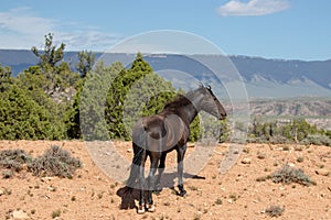 Black wild horse mare under blue sky in the high desert of the western USA