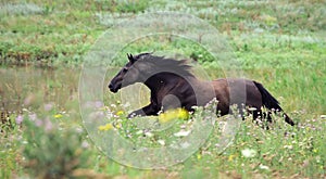 Black wild horse running gallop on the field