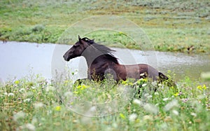 Black wild horse running gallop on the field