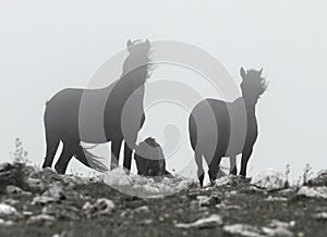 Black wild horses