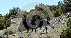 Black wild horses of spanish descent running wild in the mountains of the western USA