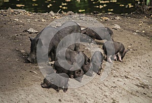 Black wild pig boar female with her newborn babies piggies piglet on the lake shore photo
