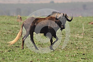 Black Wildebeest.