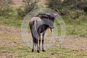 Black Wildebeest