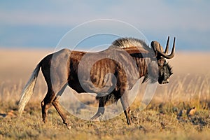 Black wildebeest