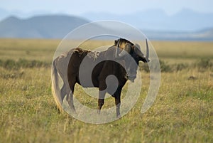 Black Wildebeest