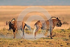 Black wildebeest