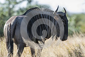 Black wildebeest, Africa