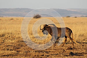 Black Wildebeest in Africa.