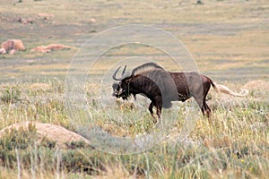 Black Wildebeest in Africa.